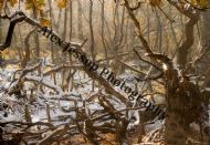 Seasonal Woodland